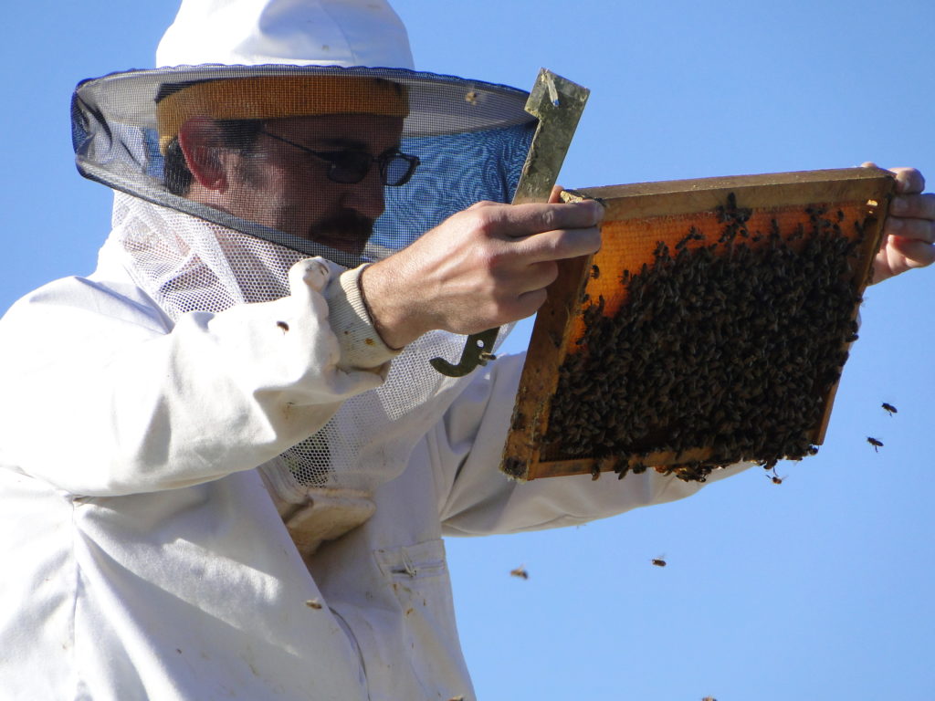 dave holding frame of bees