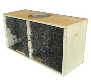 package bees for sale