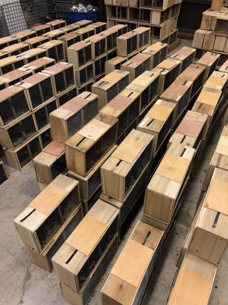 Bee Packages 2023 & 5-Frame Nuc Bee Hives For Sale Illinois - Meyer Bees