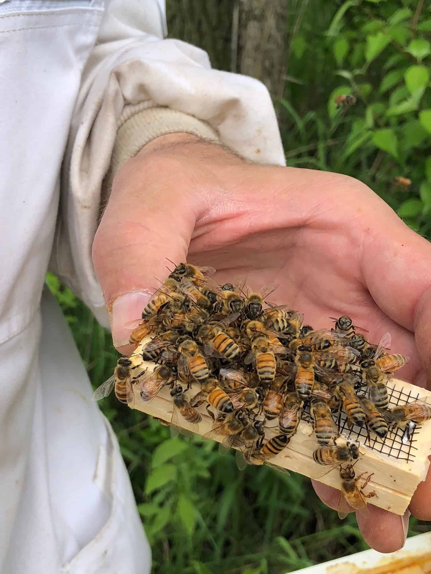 Local Illinois Queen Bees Honey Bee for Sale Chicago at Meyer Bees