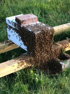 nuc bee hives for sale