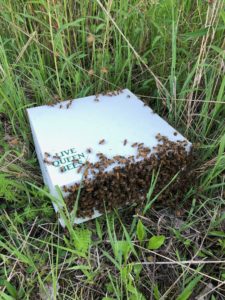 queen shipping box attracting bees