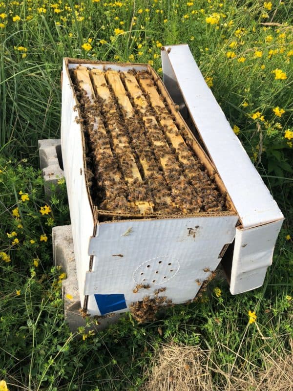 Bee Packages 2023 & 5Frame Nuc Bee Hives for Sale Illinois Meyer Bees