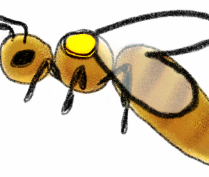 carniolan queen bee
