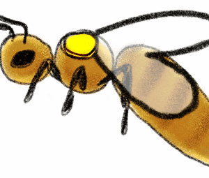 italian queen bee