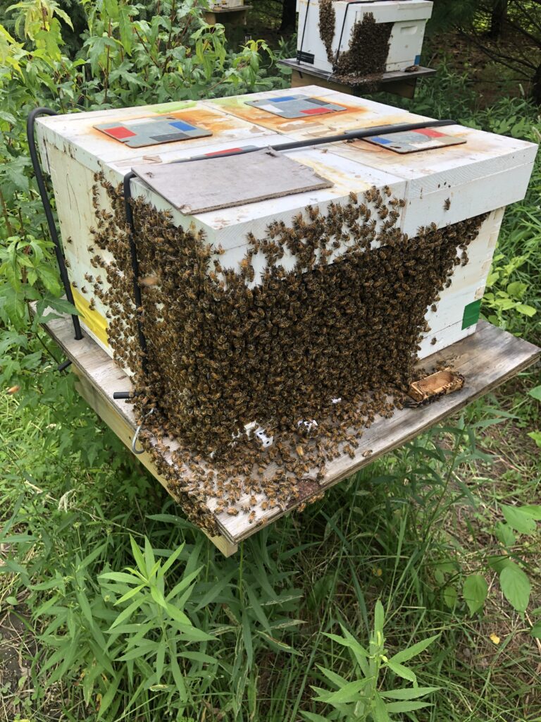 Bee Packages 2023 & 5-Frame Nuc Bee Hives for Sale Illinois - Meyer Bees