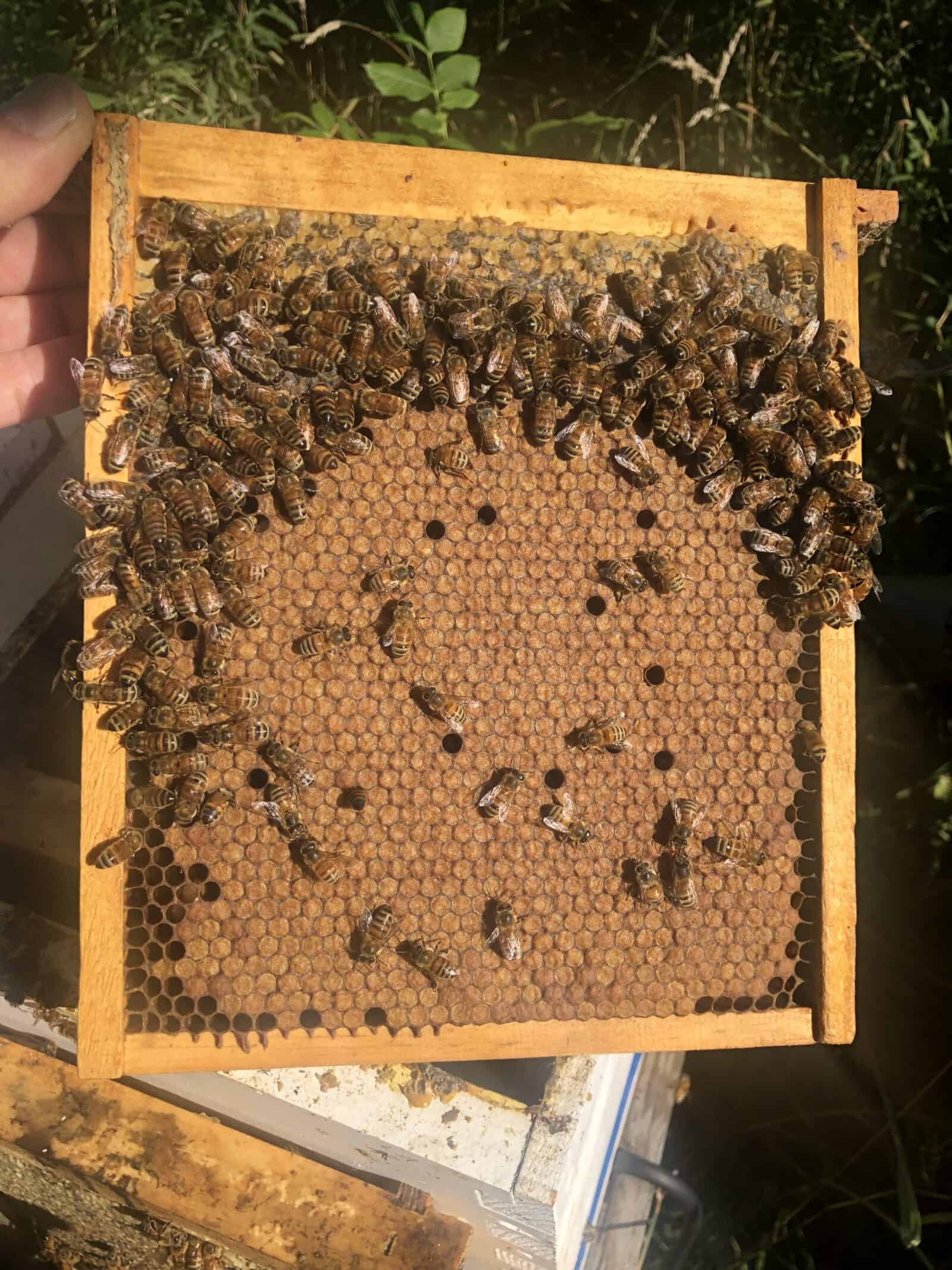 Local Illinois Queen Bees Honey Bee for Sale Chicago at Meyer Bees