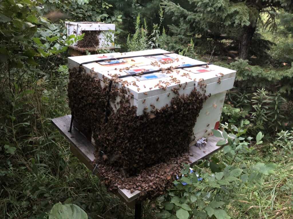 four way mating nucs on stands