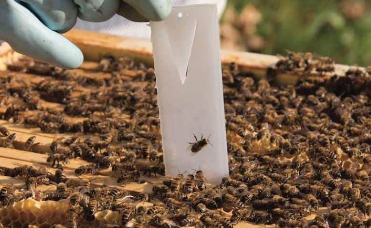 thumbnail image 2 of Apivar Varroa Mite Treatment With Easy Rip Strips For Managing Mites O - Ten Box Bee Supply 2 of 9
