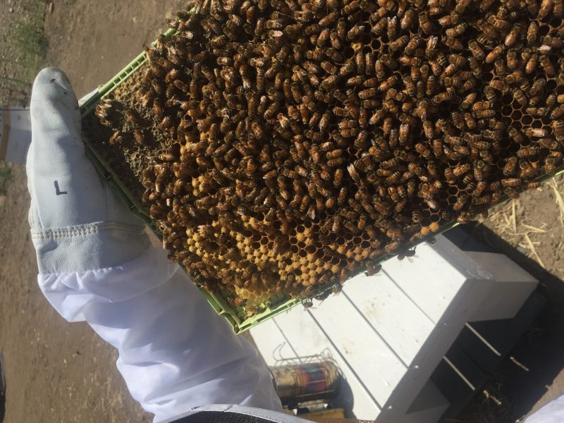 drone comb with bees