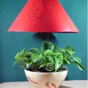 plant a lamp