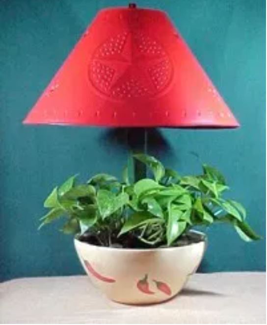 plant a lamp