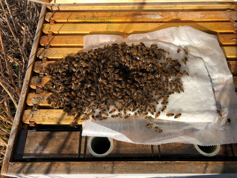 emergency feeding with bee fondant on wax paper