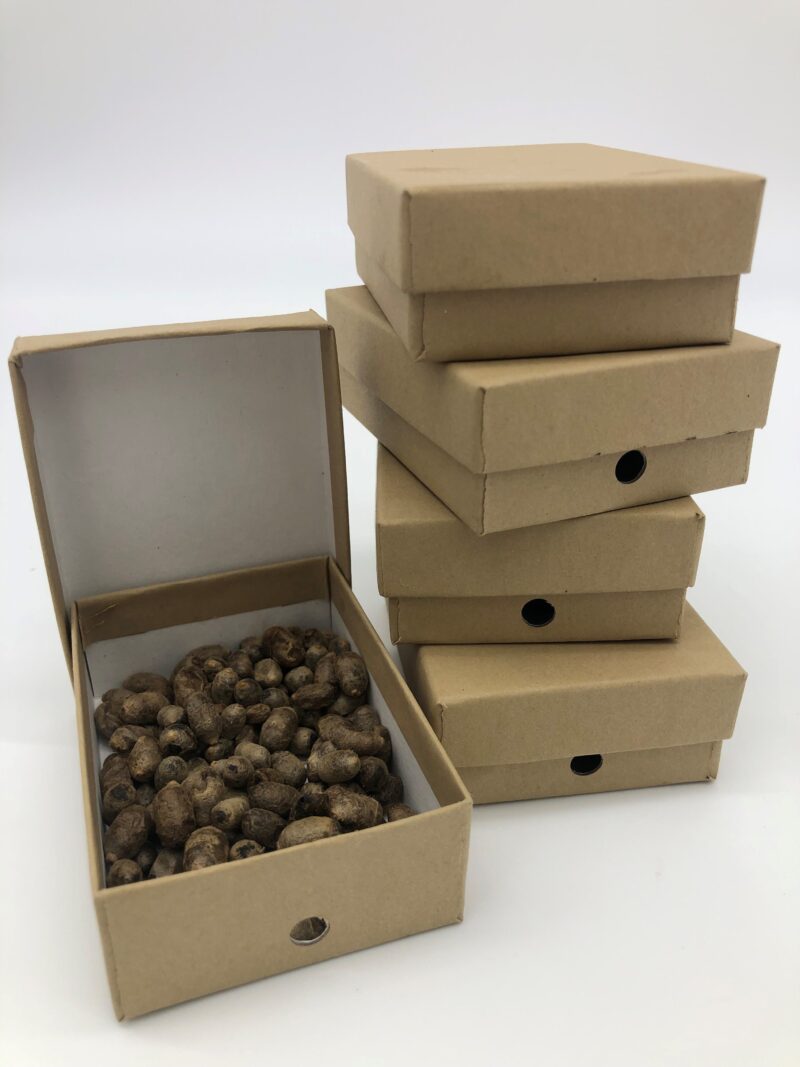 mason bee cocoon release boxes