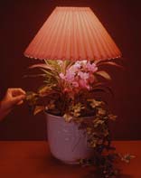 plant a lamp touch lamp