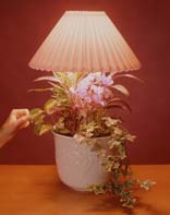 plant a lamp touch lamp