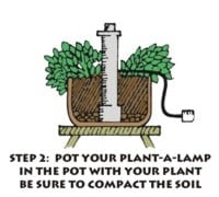 potting a plant-a-lamp in the soil