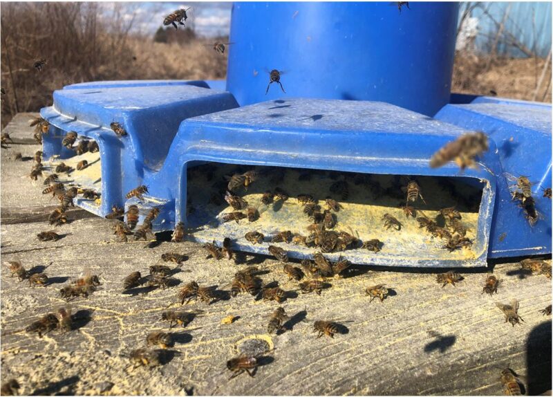 bees feeding on ultra bee