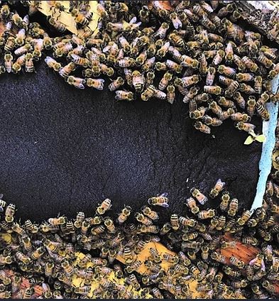 bees feeding on patties