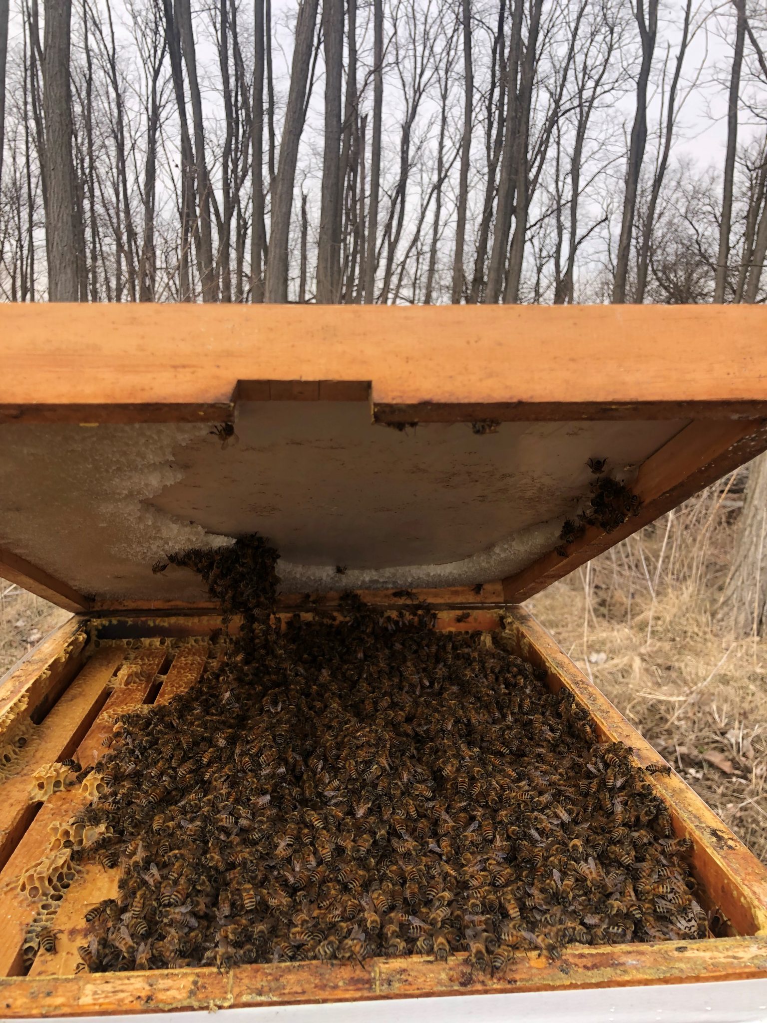 candy-board-for-bees-meyer-bees