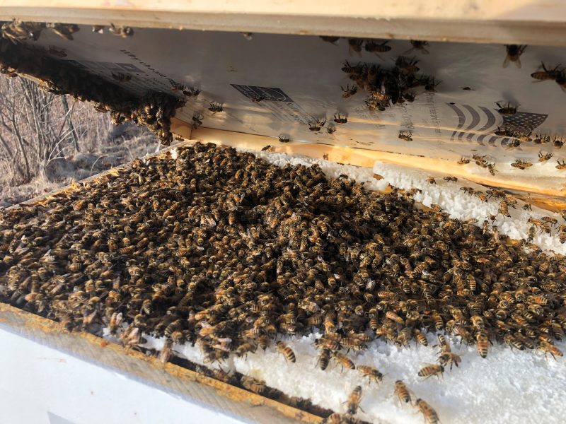 candy board for bees showing winter strength