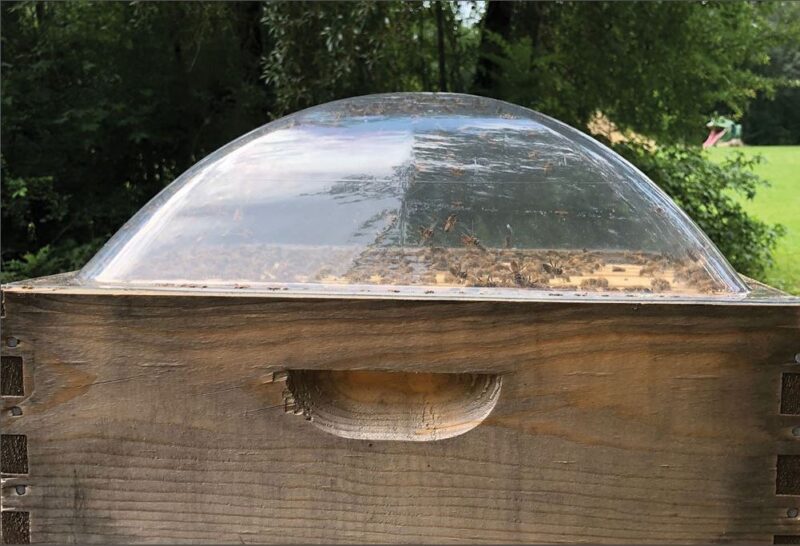 clear hive dome cover with bees