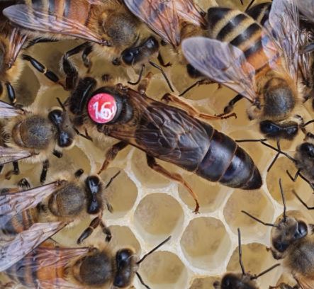 queen bee marking numbers red