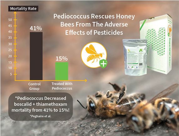SuperDFM+P801 Pediococcus Rescues Honey Bees