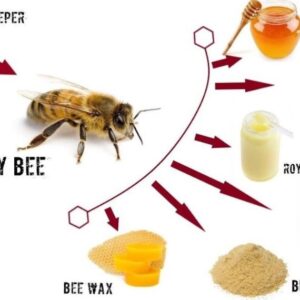 Apitherapy Bee Products