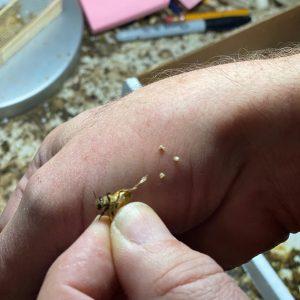 apitherapy bee sting venom therapy
