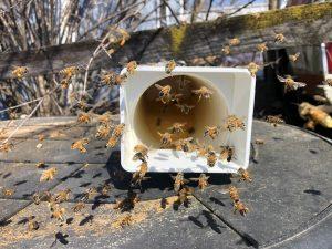 Bee feeder food being eaten by bees in a hive.