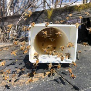 Bee Pollen Feeder DIY