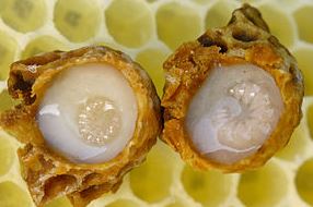 royal jelly surrounding queen larvae