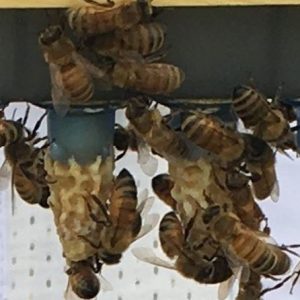 Meyer Bees Queen Cells for Sale