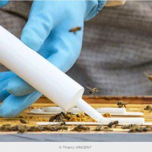 AmiFlex varroa mite treatment