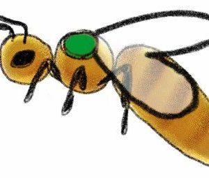 Meyer Bees local queen