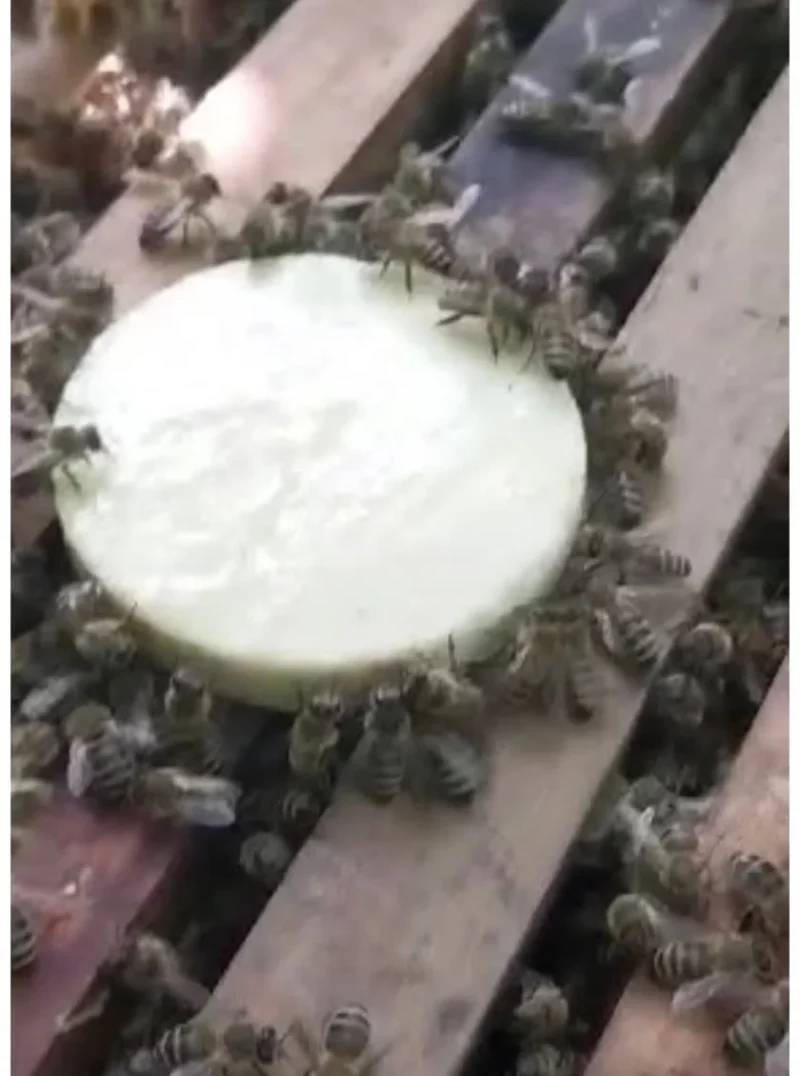 apitablet bees feeding