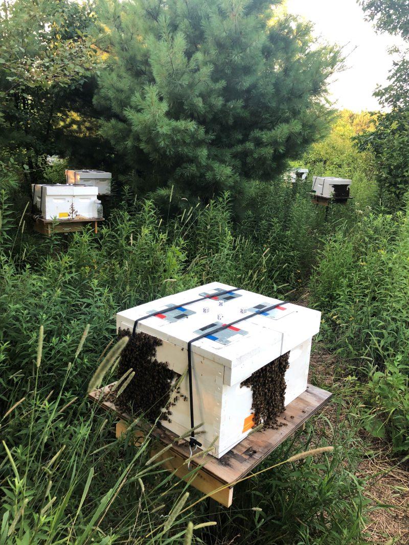 mating nucs for locally raised queens
