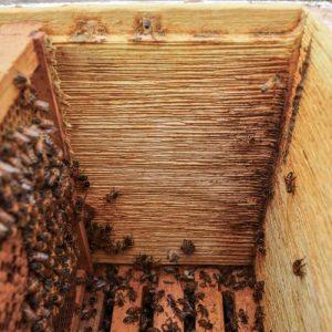 propola hive box interior