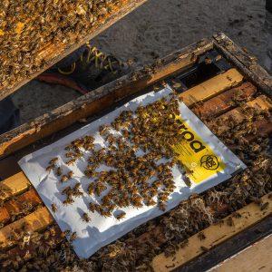 A beekeeper using beekeeping tools on his hive.